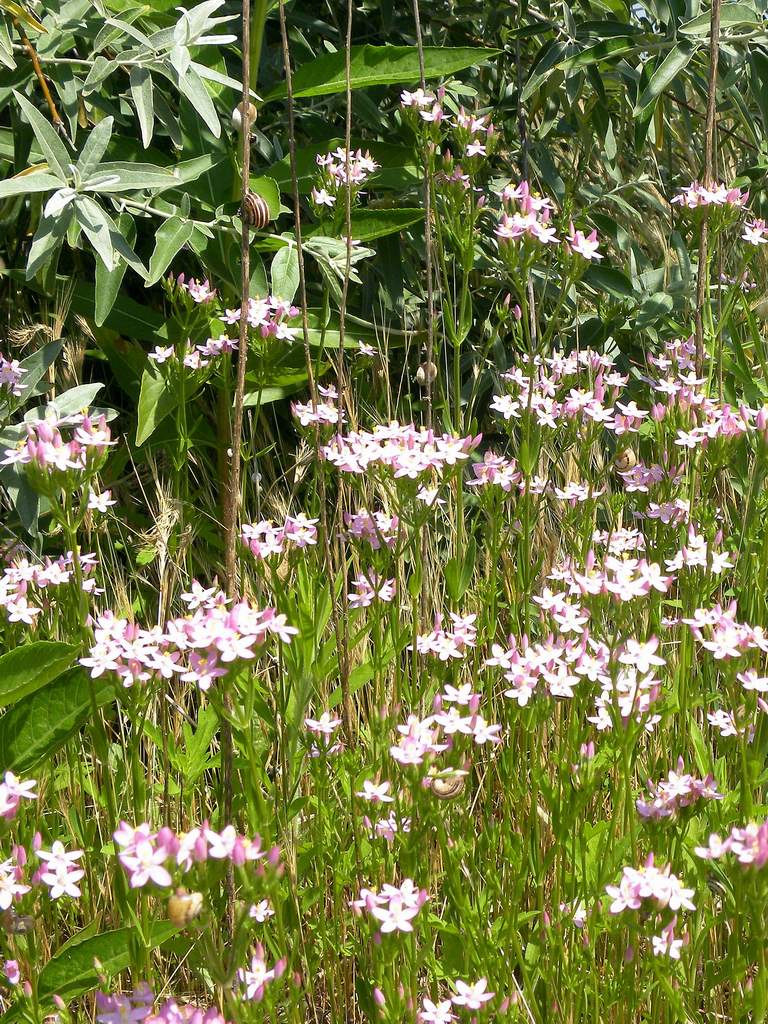 Lido di Venezia : Centaurium erytraea